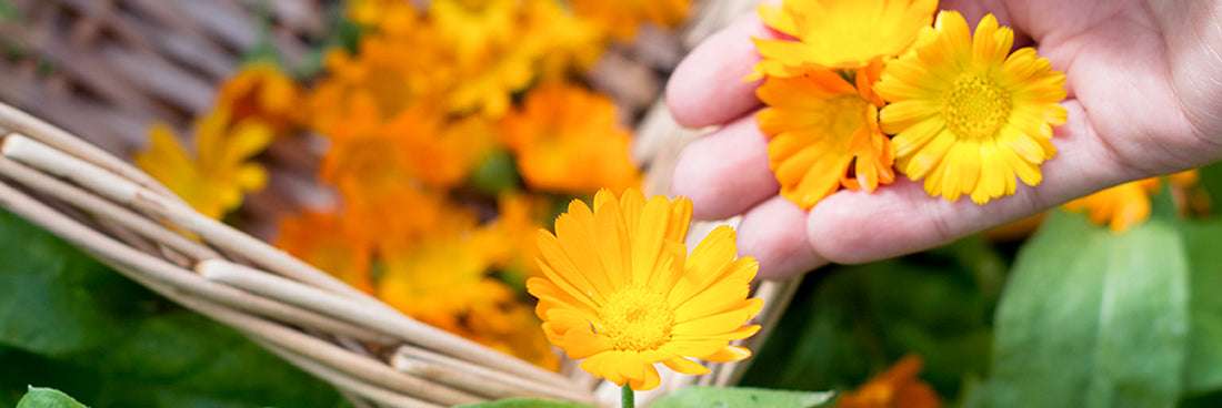 Epifany True Calendula Collection featuring 100% Natural Calendula Oil, healing salve, pain relief salves with Copaiba, and calendula gift sets.