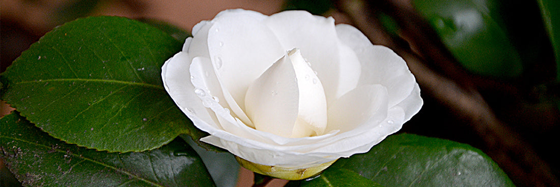 Epifany True Featured Products Collection