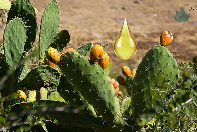 Beyond the Drop: Why Moroccan Prickly Pear Seed Oil is More Precious Than Ever by Epifany True