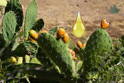 Beyond the Drop: Why Moroccan Prickly Pear Seed Oil is More Precious Than Ever by Epifany True