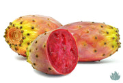 Powerful Vitamin E Rich Organic Prickly Pear Seed Oil For Skin Care