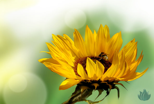 Topical Powers of the Sunflower Seed Oil: Skin Healing Beauty Benefits