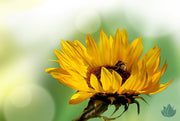 Topical Powers of the Sunflower Seed Oil: Skin Healing Beauty Benefits