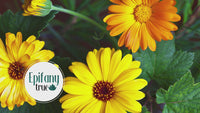 Video - The Benefits of using Epifany True Calendula Healing Salve